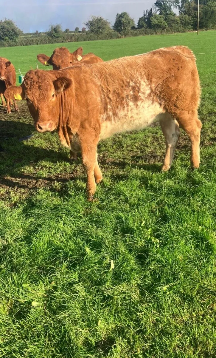 Roan Heifer - Image 2