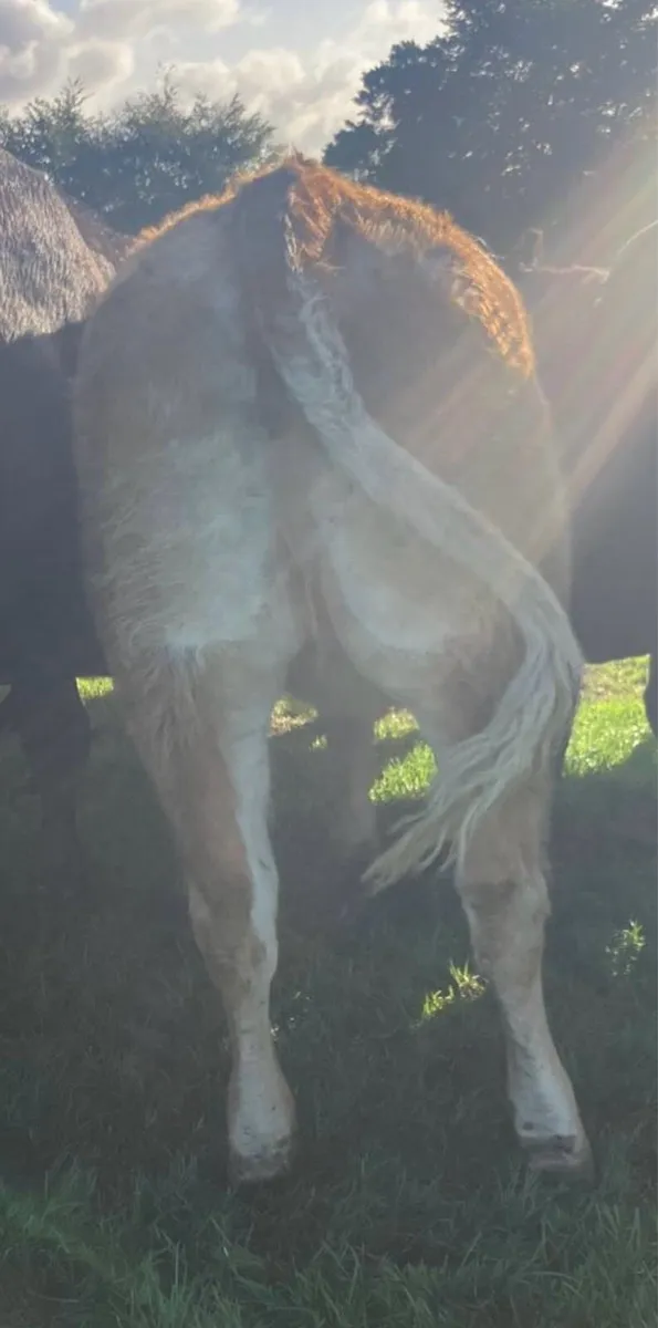 Roan Heifer - Image 3