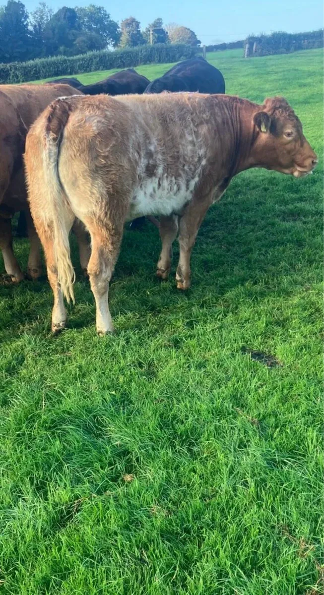 Roan Heifer - Image 4