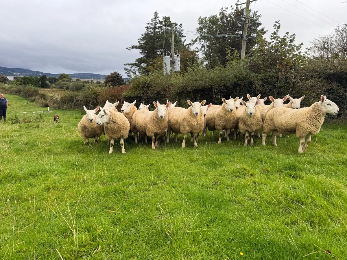 North Country Cheviot Ram Lambs - Image 2