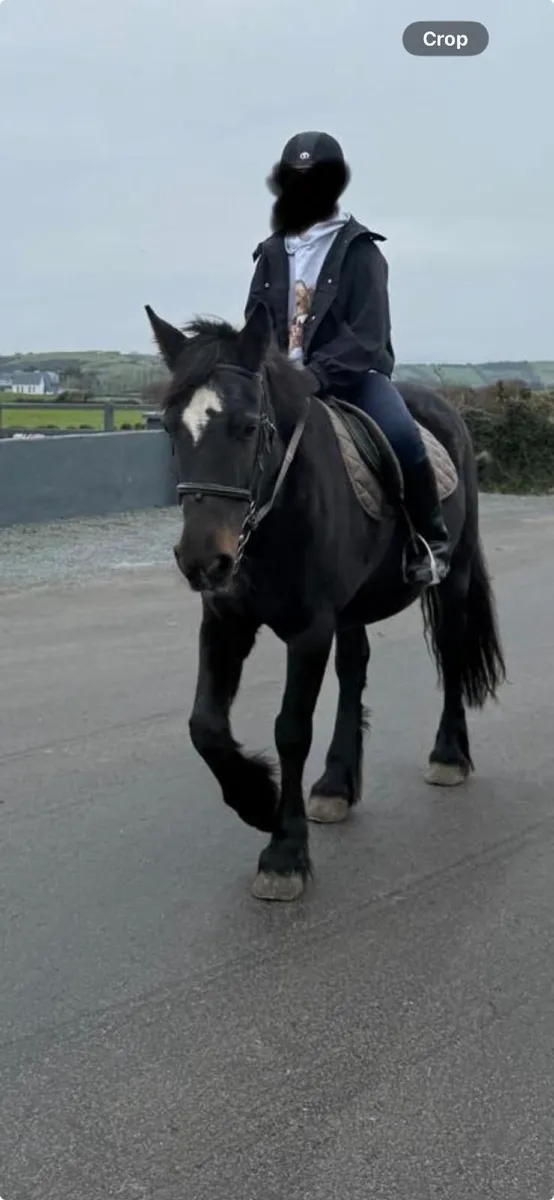 Welsh Cob Pony - Highly sociable - Image 2