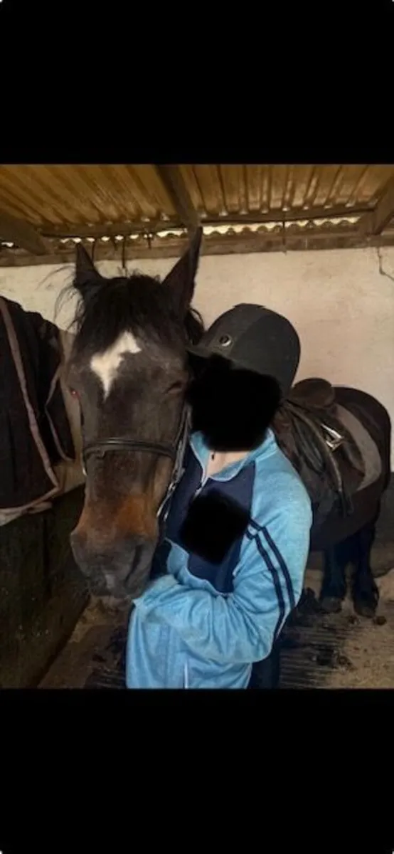 Welsh Cob Pony - Highly sociable - Image 3