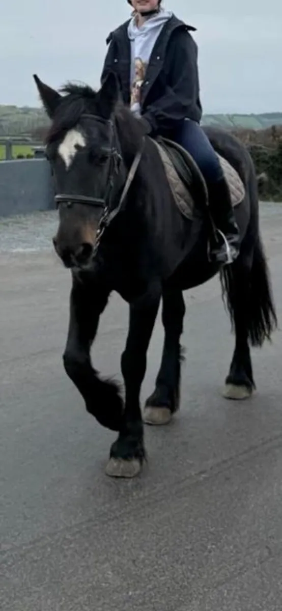 Welsh Cob Pony - Highly sociable - Image 4