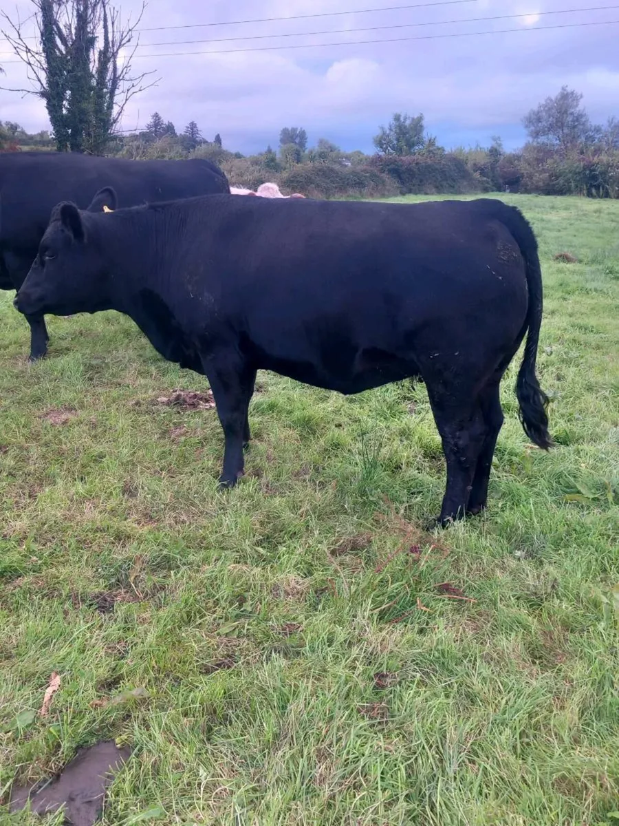 Organic heifers and bullocks - Image 1