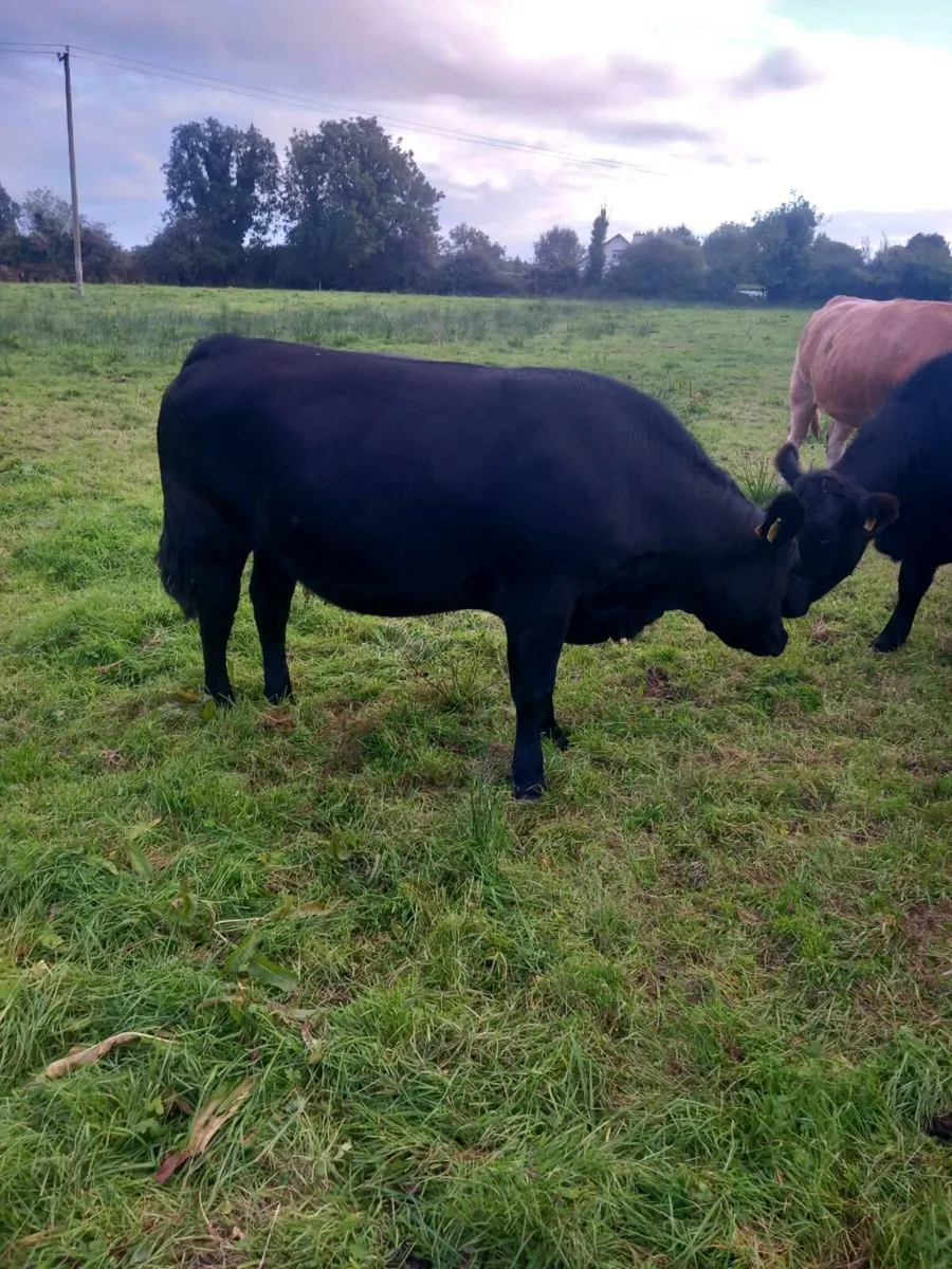 Organic heifers and bullocks - Image 2