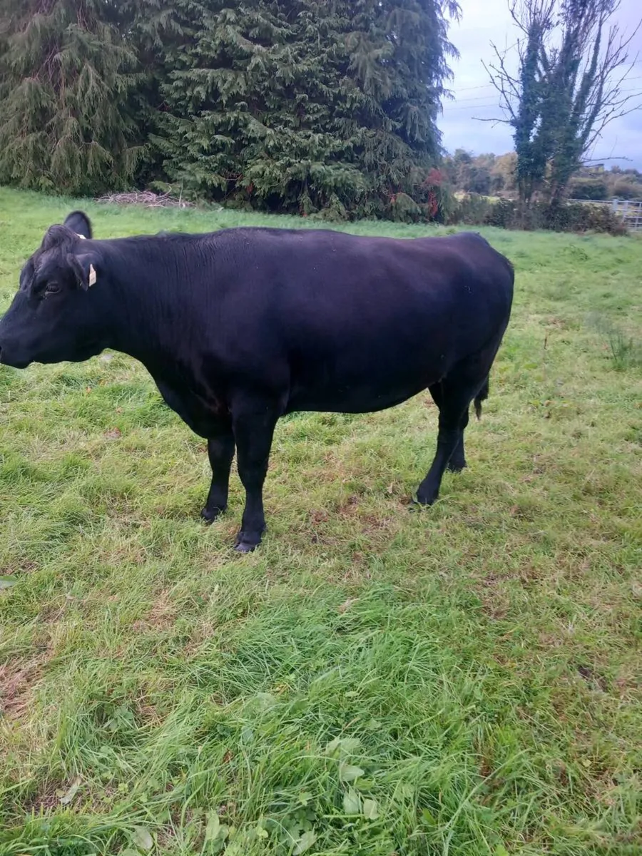 Organic heifers and bullocks - Image 3