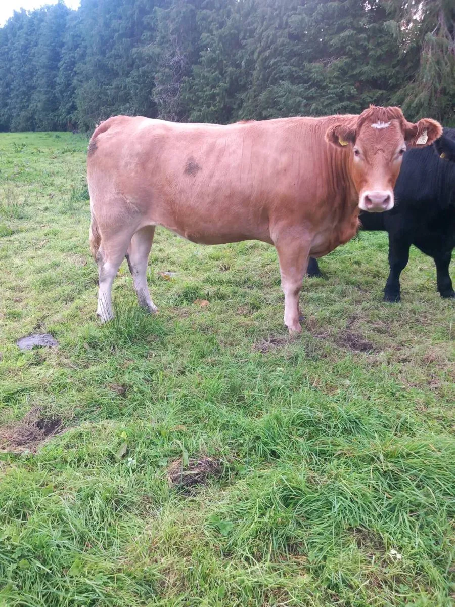 Organic heifers and bullocks - Image 4
