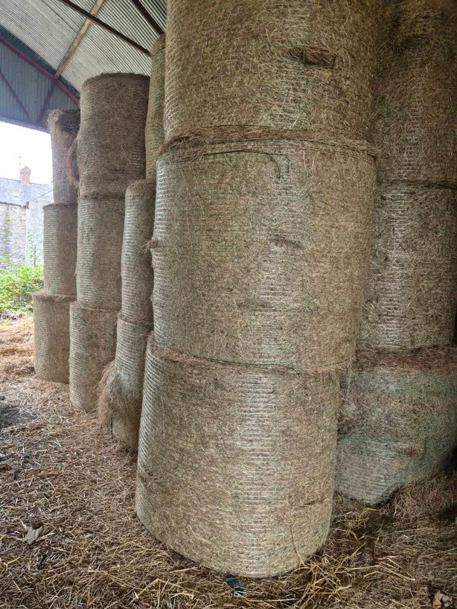Hay