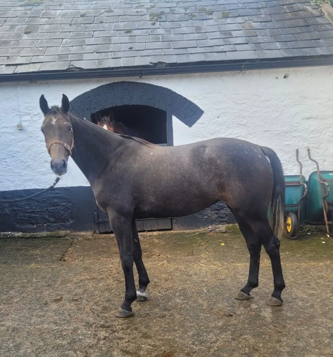 3 Year old by Vivant