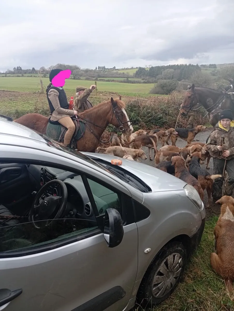 Pony - Image 1