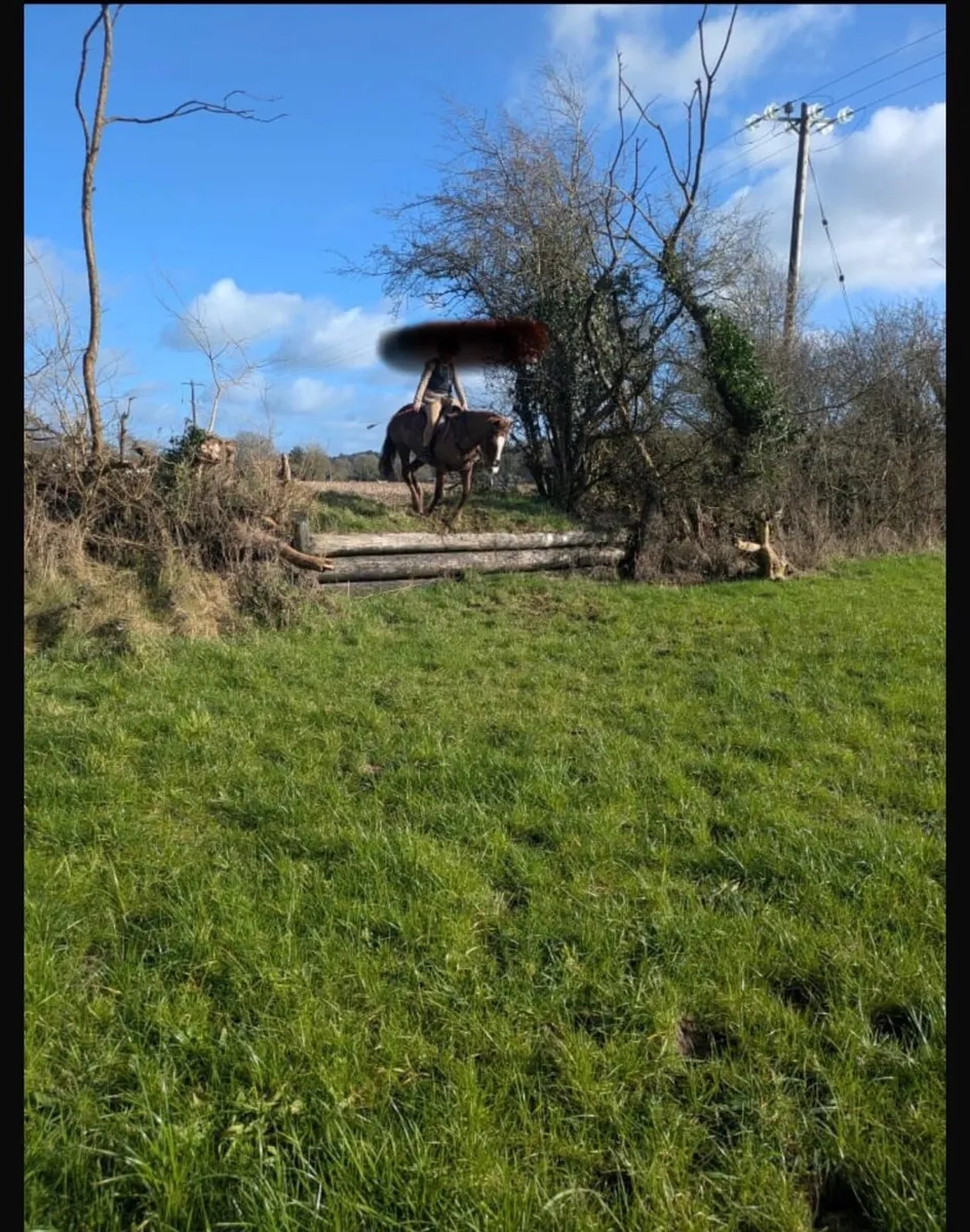 Pony - Image 2