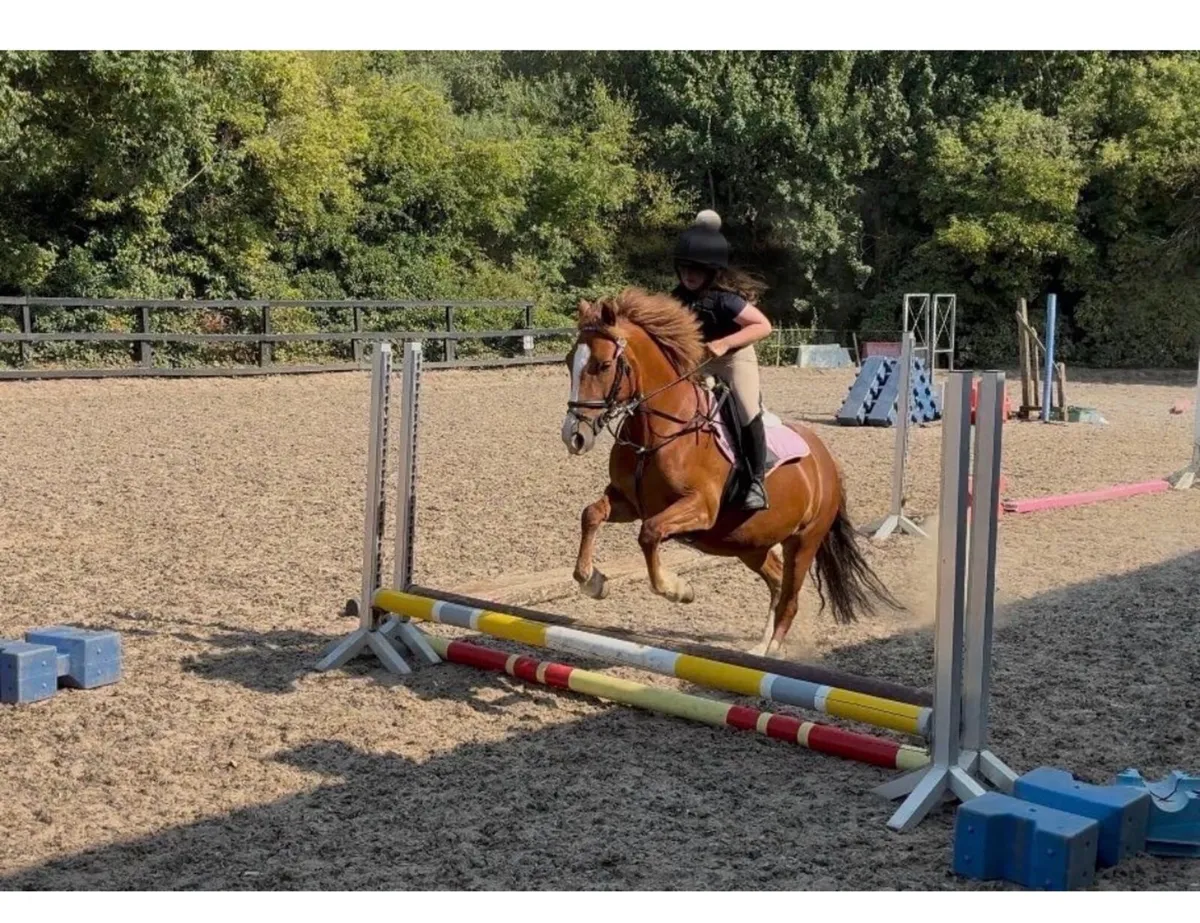 Pony - Image 3