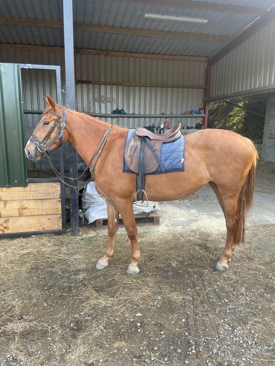 3 yr old draught - Image 1