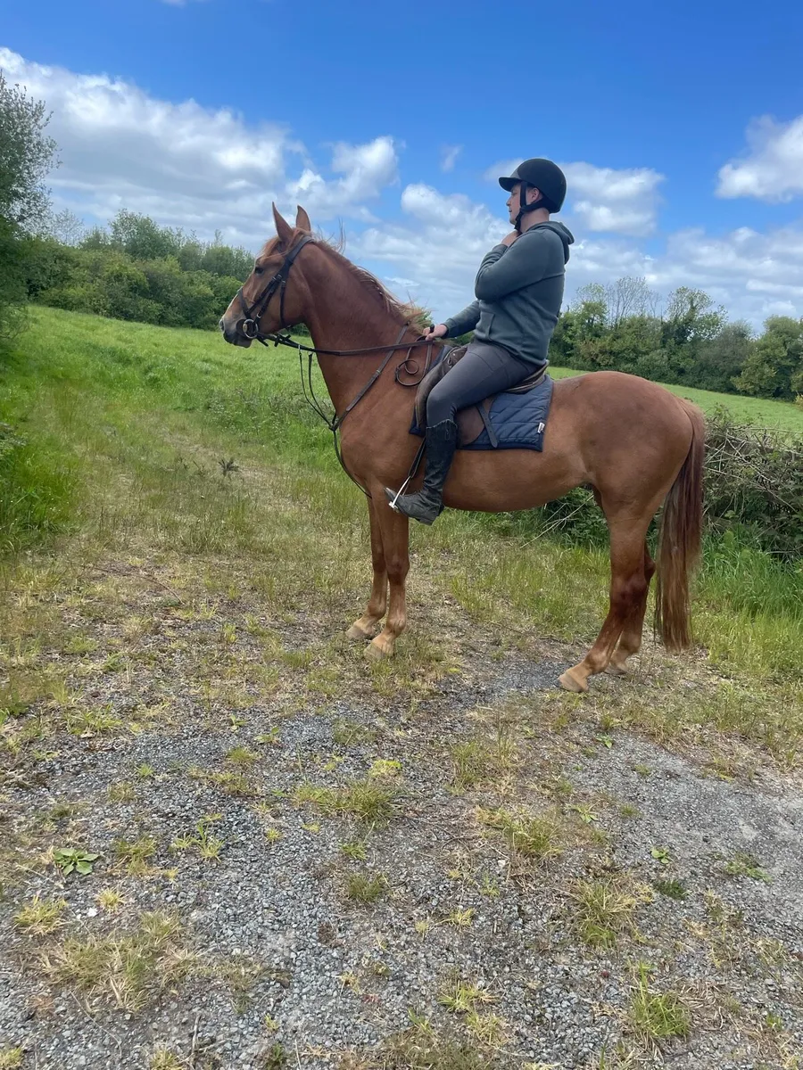 3 yr old draught - Image 2