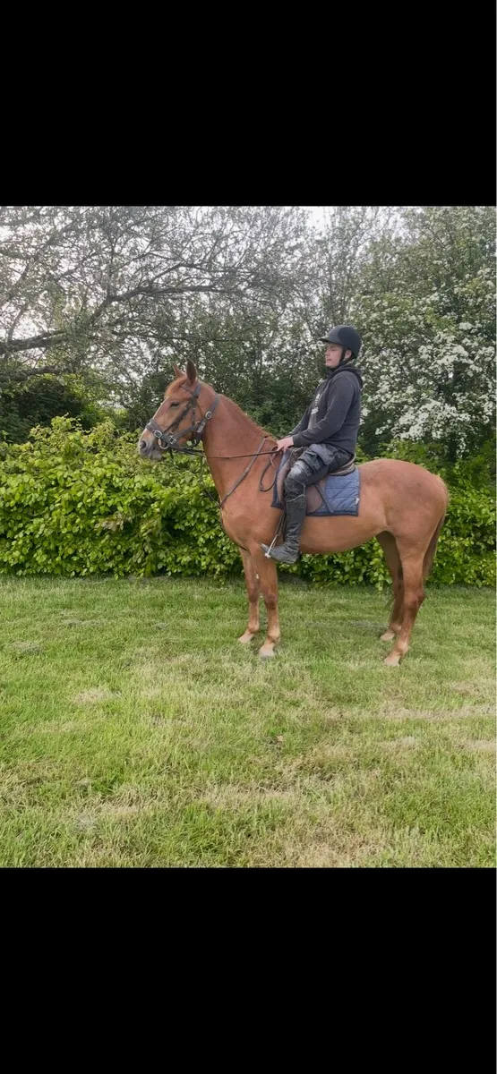 3 yr old draught - Image 3