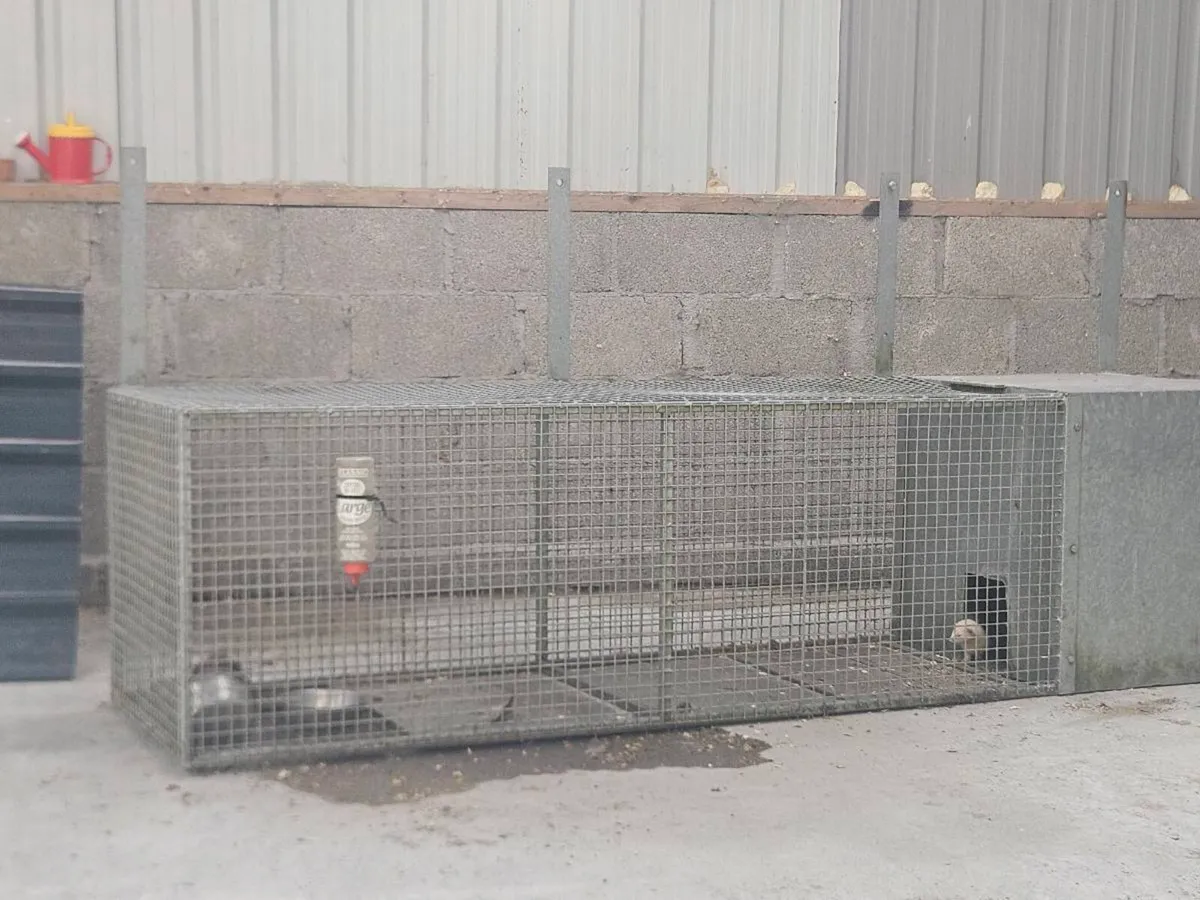 Ferrits and cage - Image 1