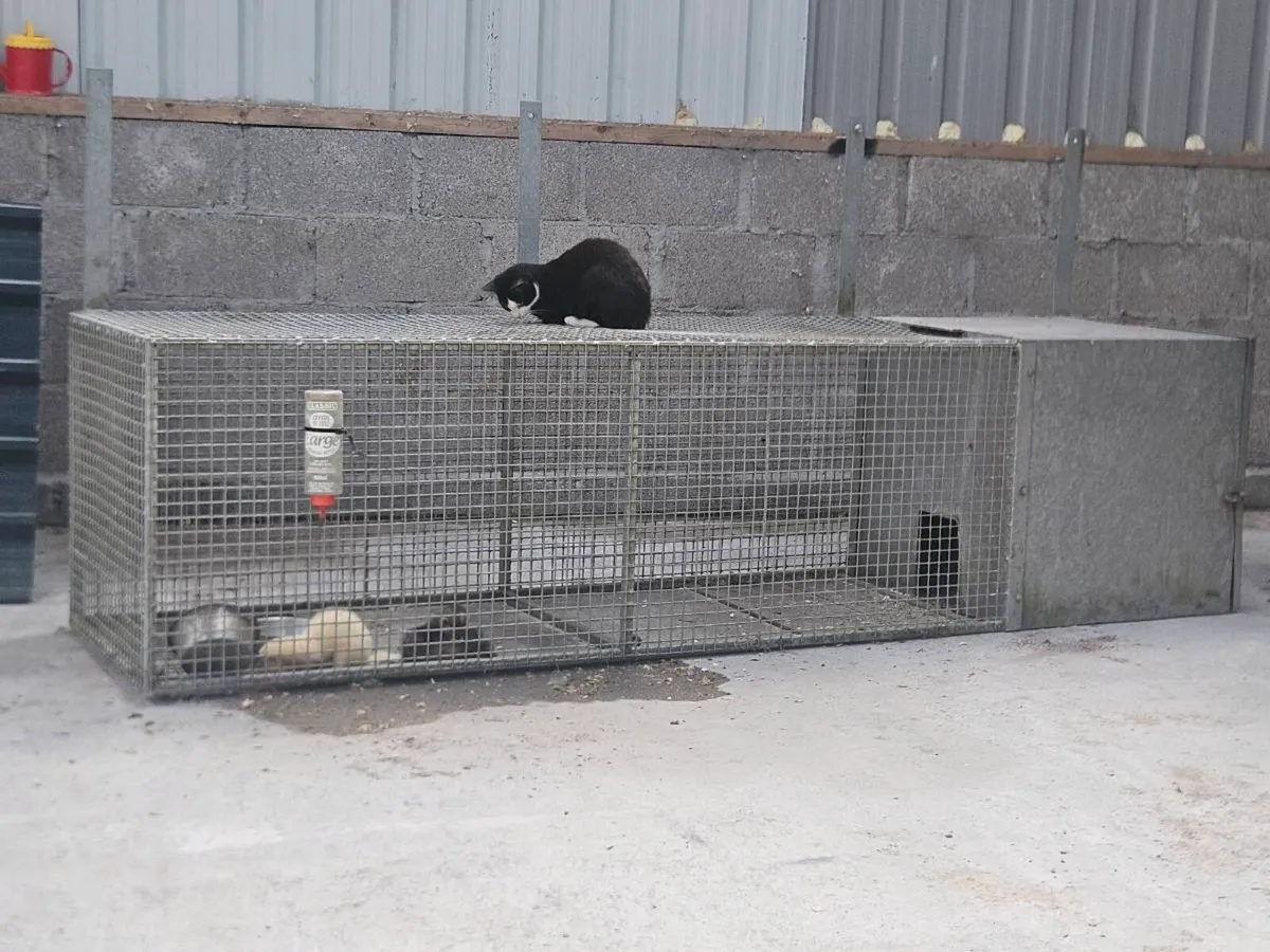 Ferrits and cage - Image 2