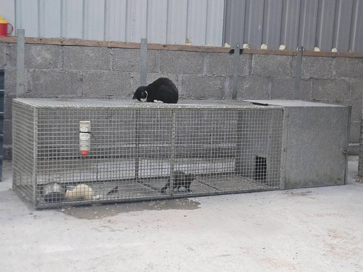 Ferrits and cage - Image 3