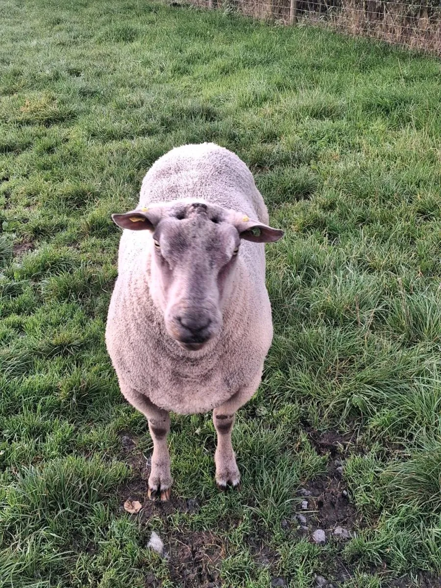 Pbr charollais stock ram - Image 4
