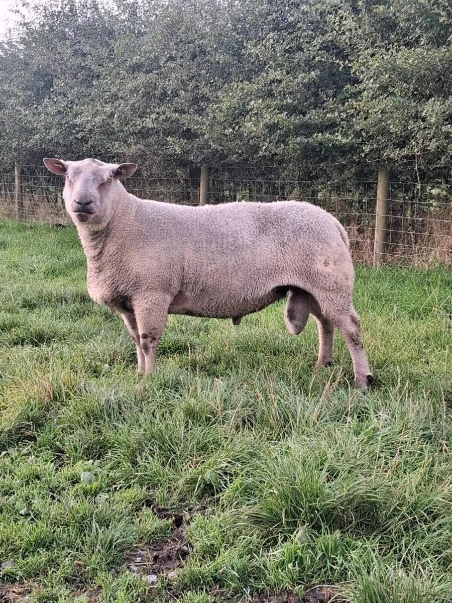 Pbr charollais stock ram - Image 1