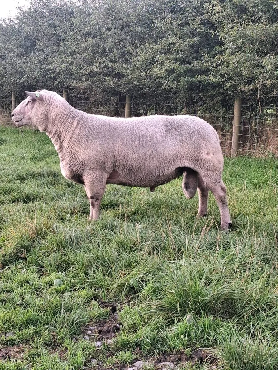 Pbr charollais stock ram - Image 2