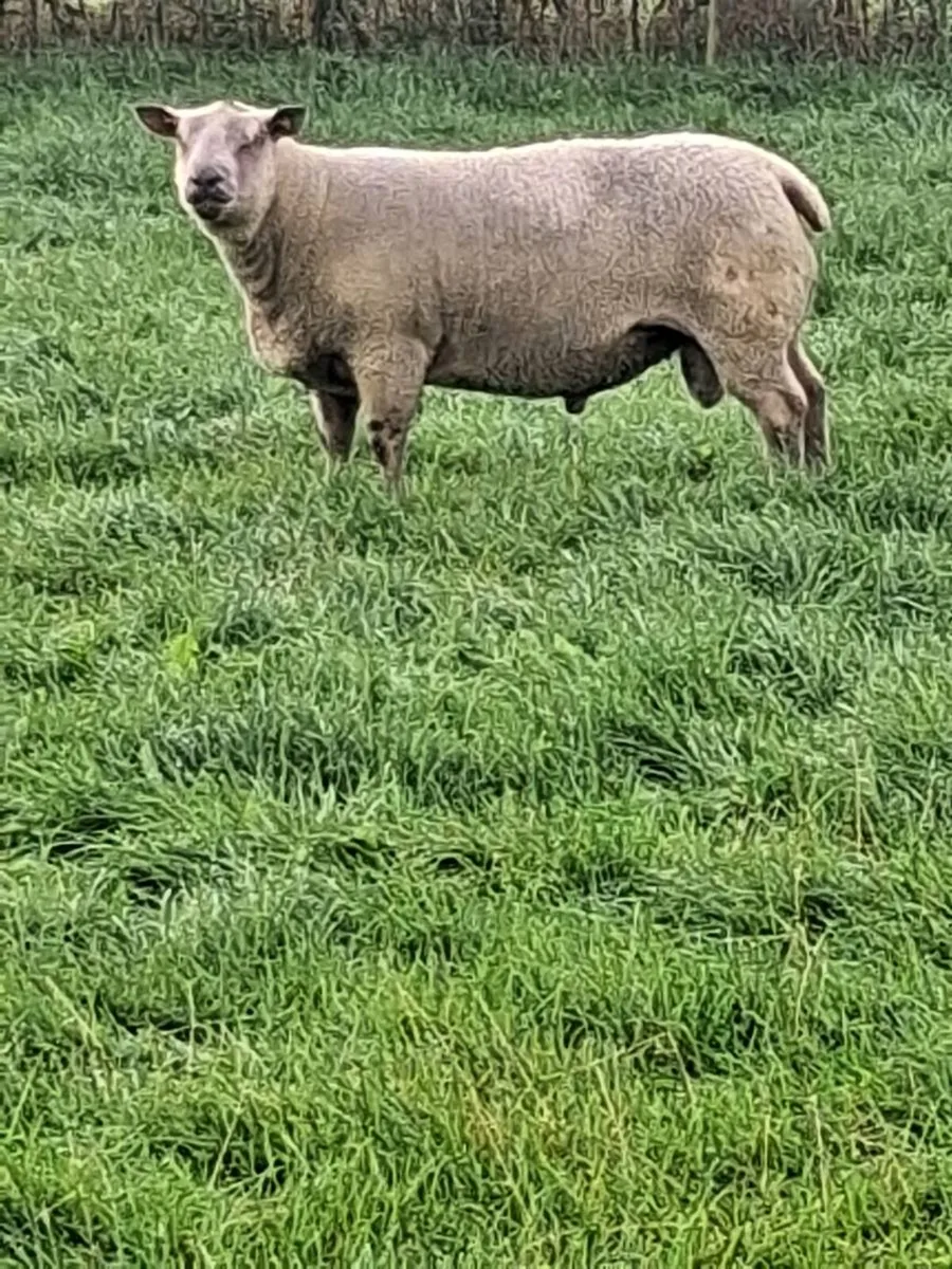 Pbr charollais stock ram - Image 3