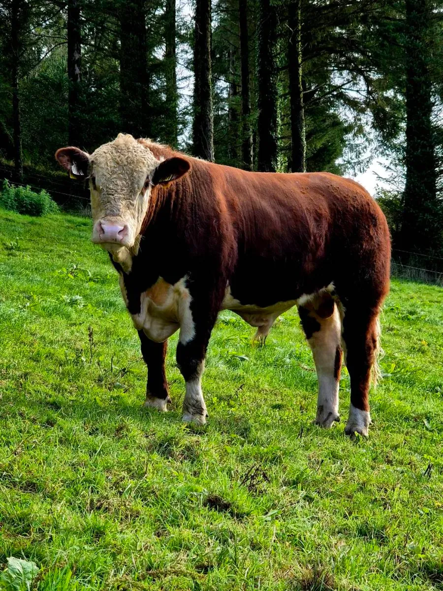 Pedigree Hereford Bull - Image 1
