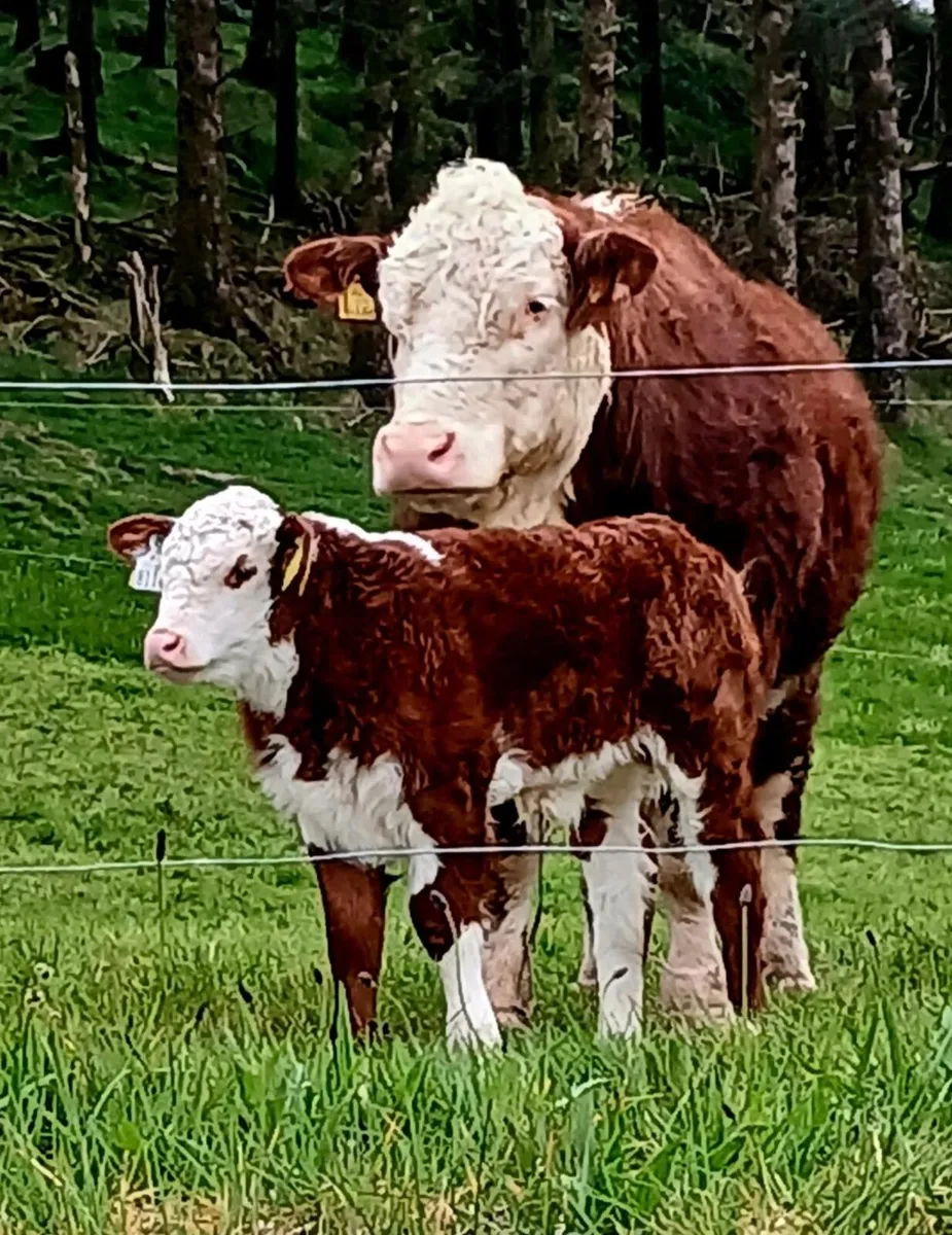 Pedigree Hereford Bull - Image 2