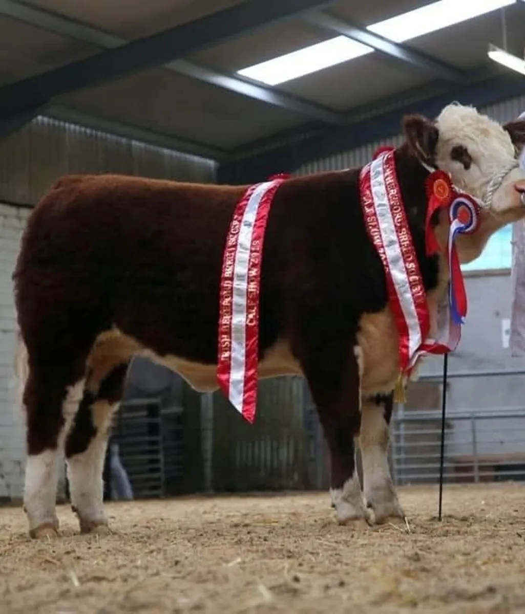 Pedigree Hereford Bull - Image 3