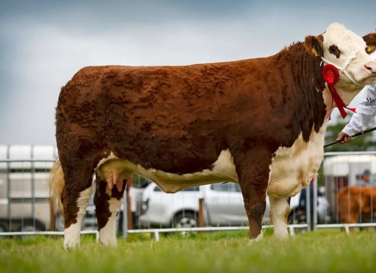 Pedigree Hereford Bull - Image 4