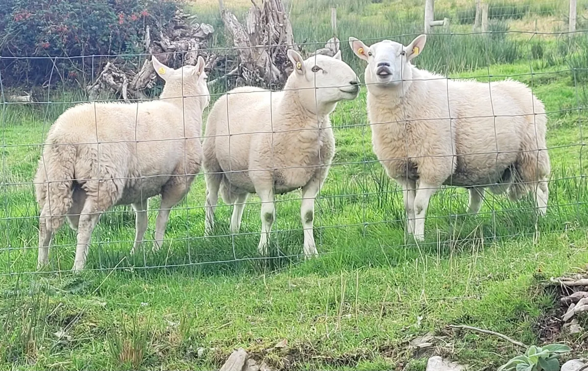 Cheviot Rams - Image 1