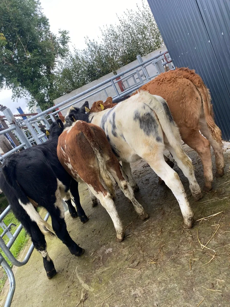 5 heifer weanlings - Image 1