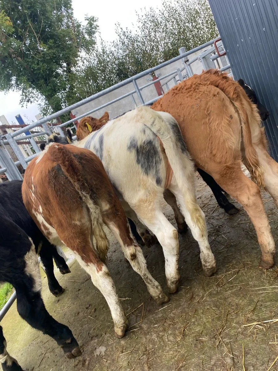 5 heifer weanlings - Image 2