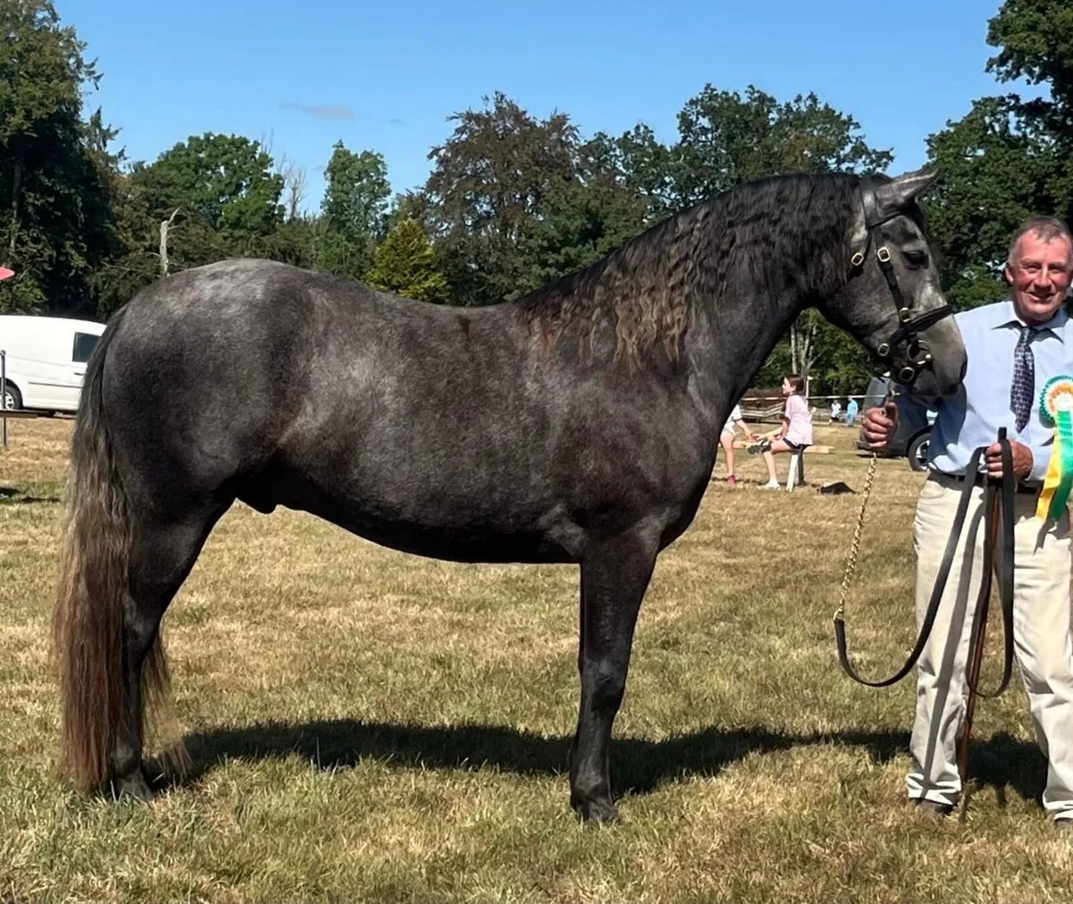 Outstanding quality pony - Image 1