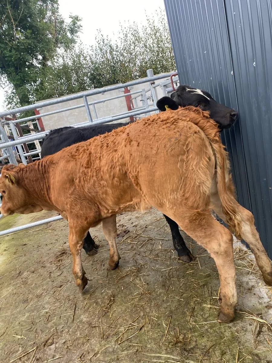 5 heifer weanlings - Image 3
