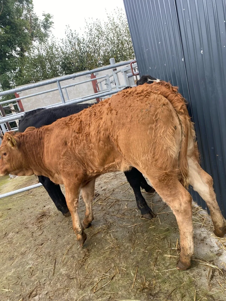 5 heifer weanlings - Image 4