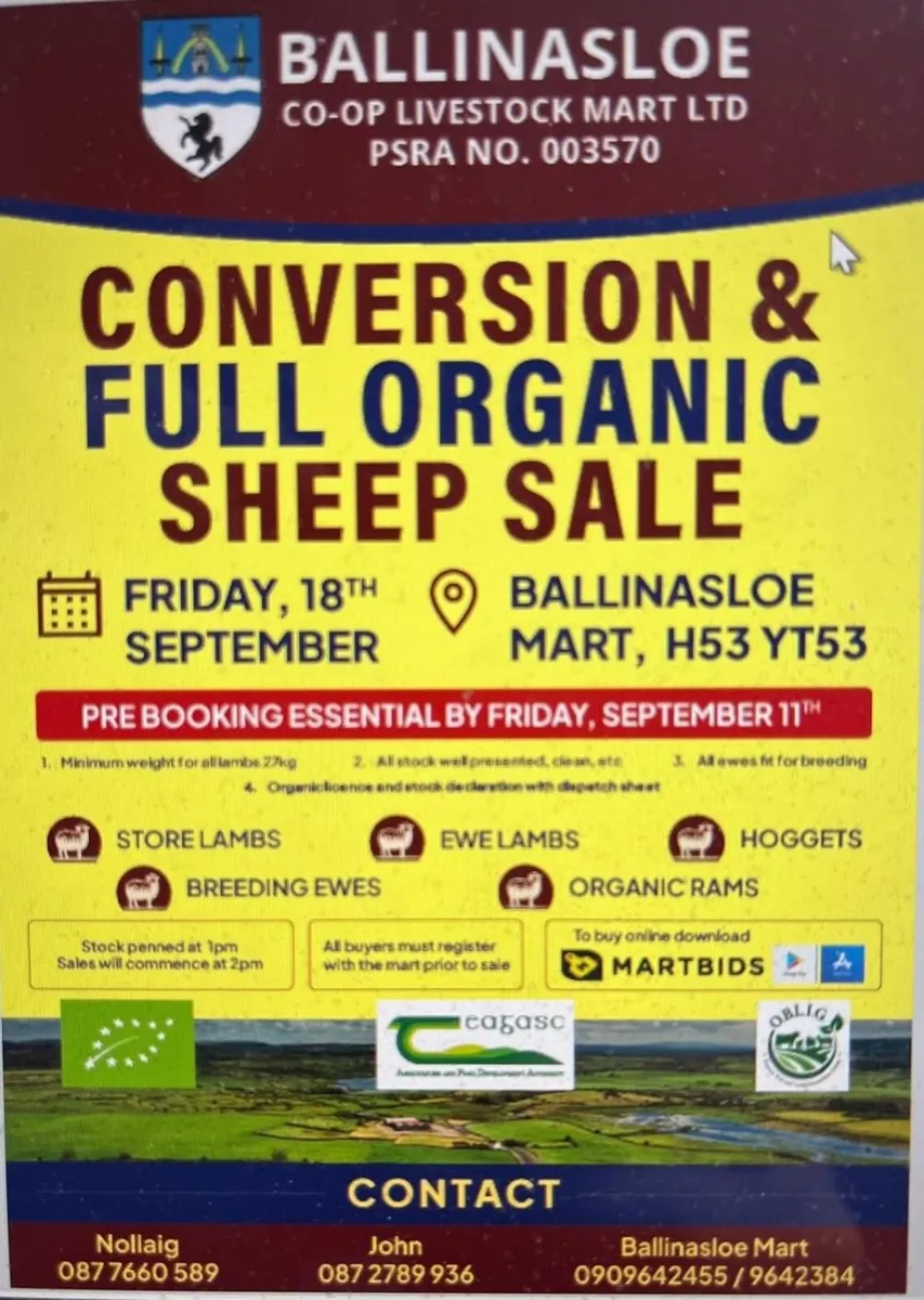 ORGANIC SHEEP SALE BALLINASLOE MART - Image 2