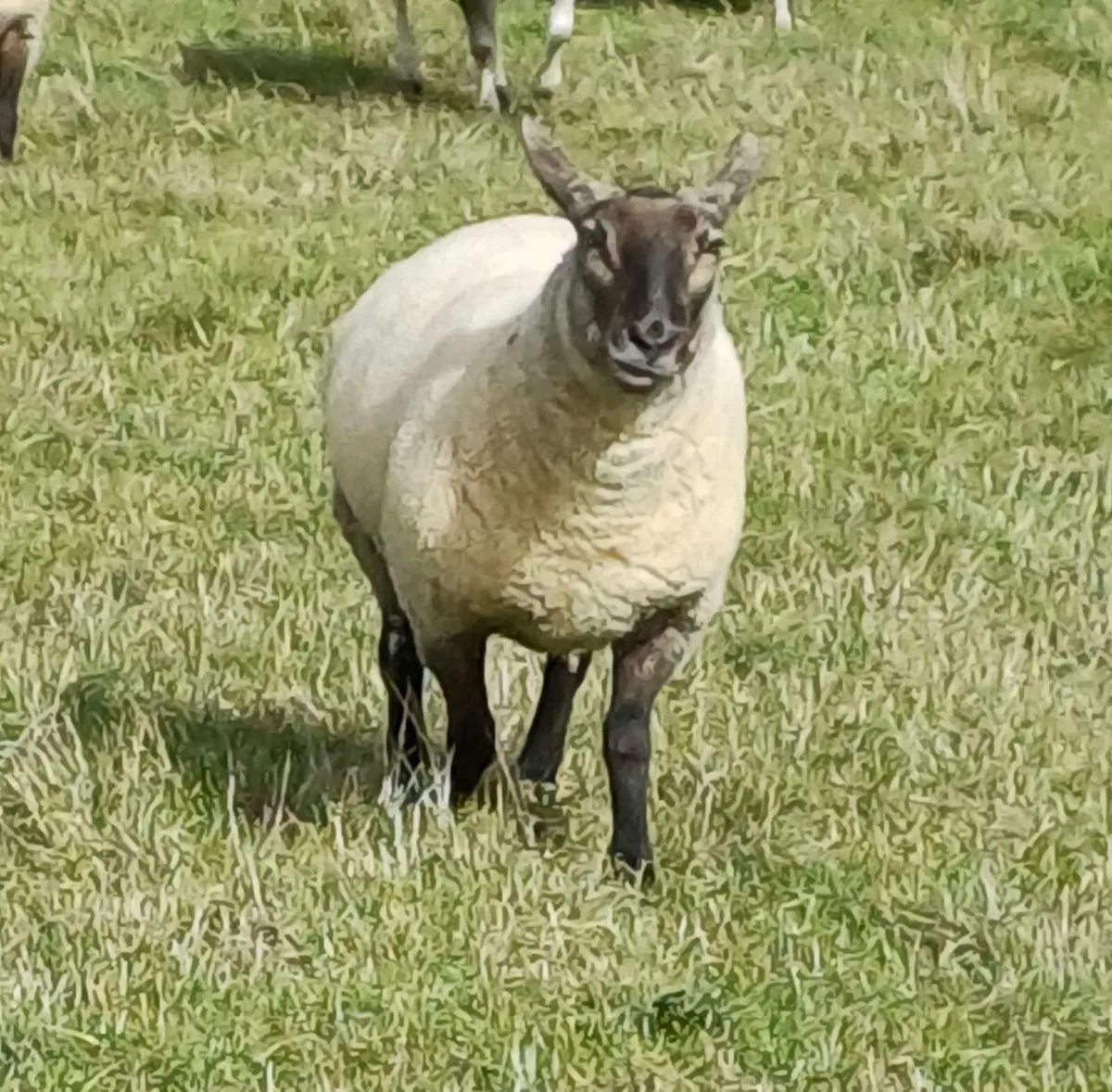 ORGANIC SHEEP SALE BALLINASLOE MART - Image 3
