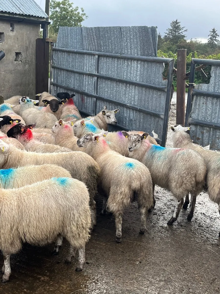 40 super ewe lambs - Image 1