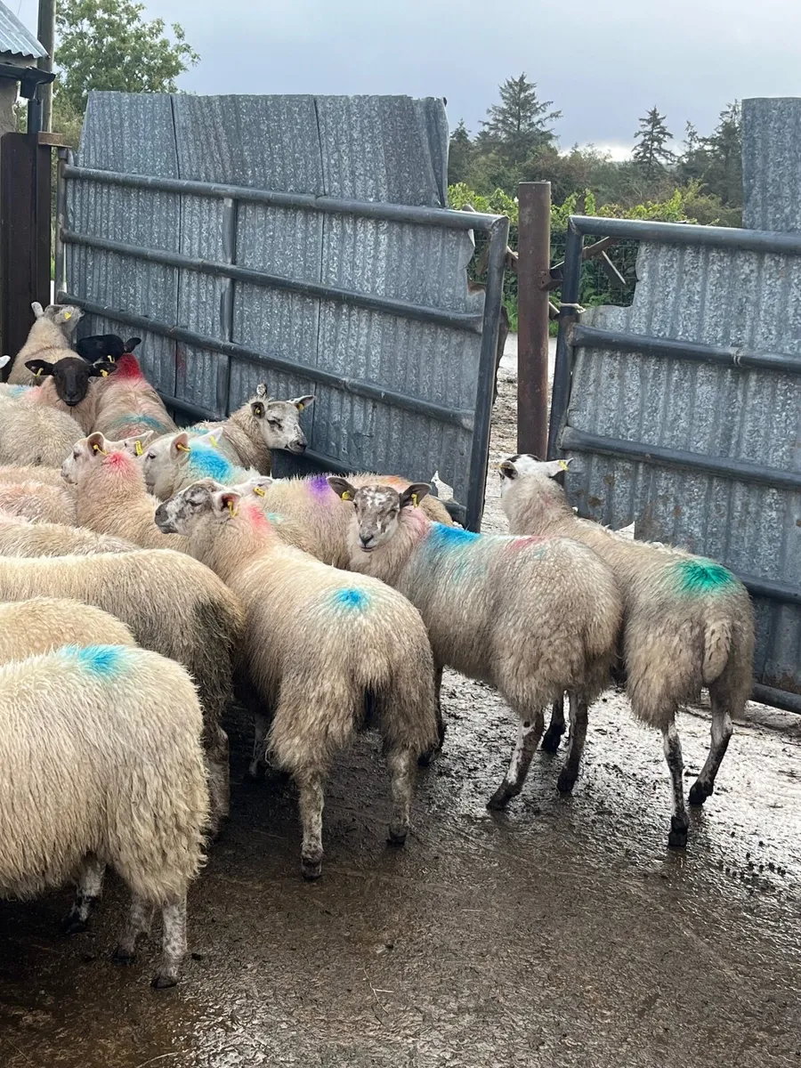 40 super ewe lambs - Image 2