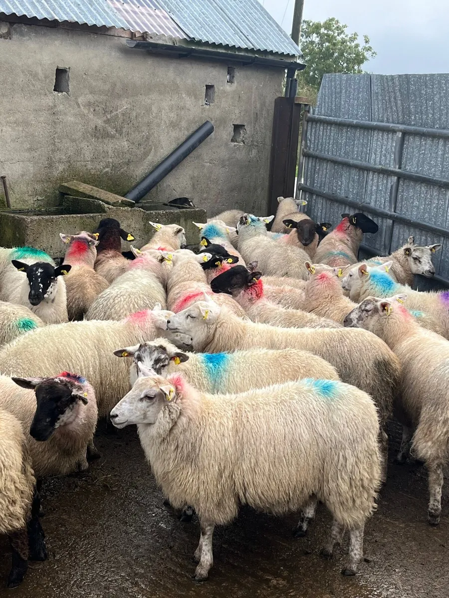 40 super ewe lambs - Image 3