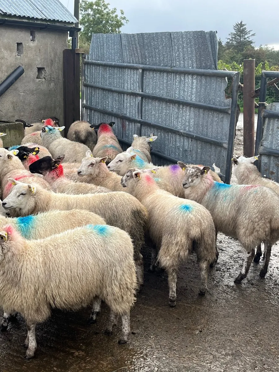 40 super ewe lambs - Image 4
