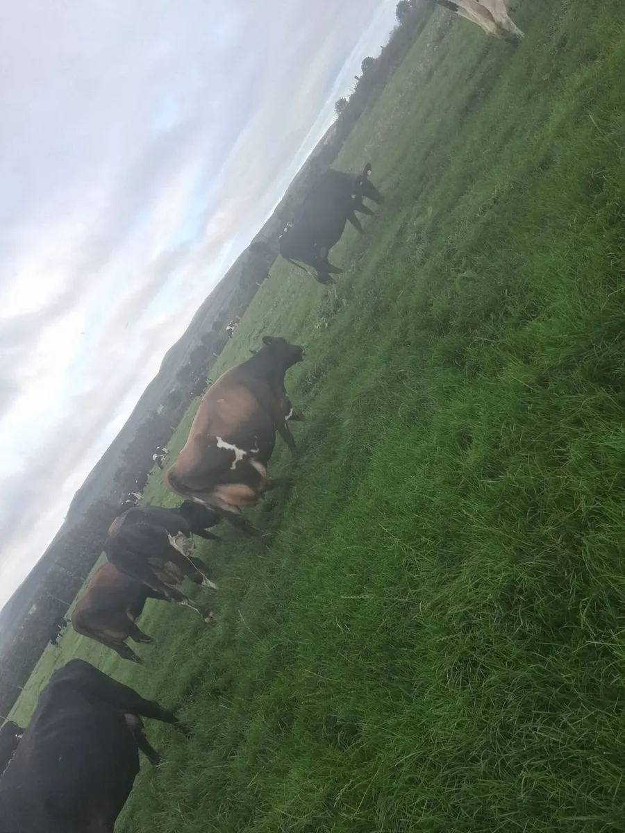 Cows in milk - Image 1