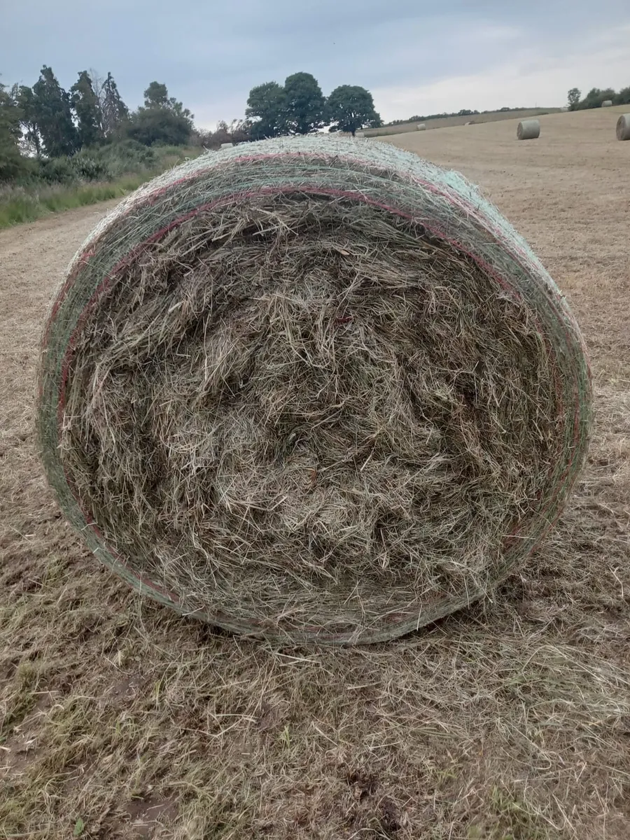 Hay - Image 1
