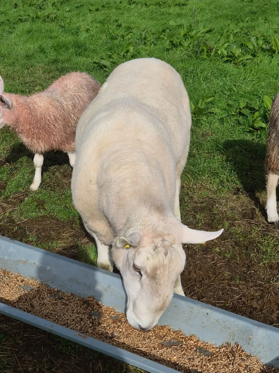 Cheviot ram - Image 2