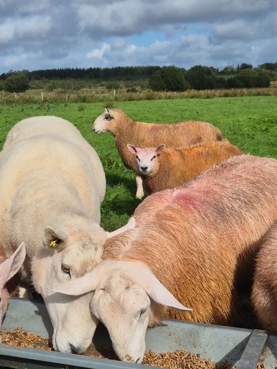 Cheviot ram - Image 3