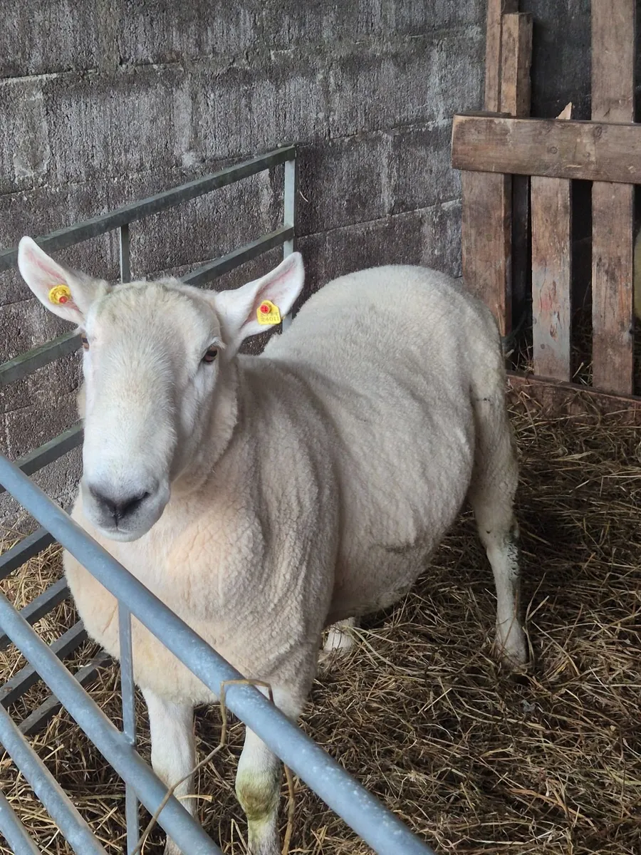 Cheviot ram - Image 1