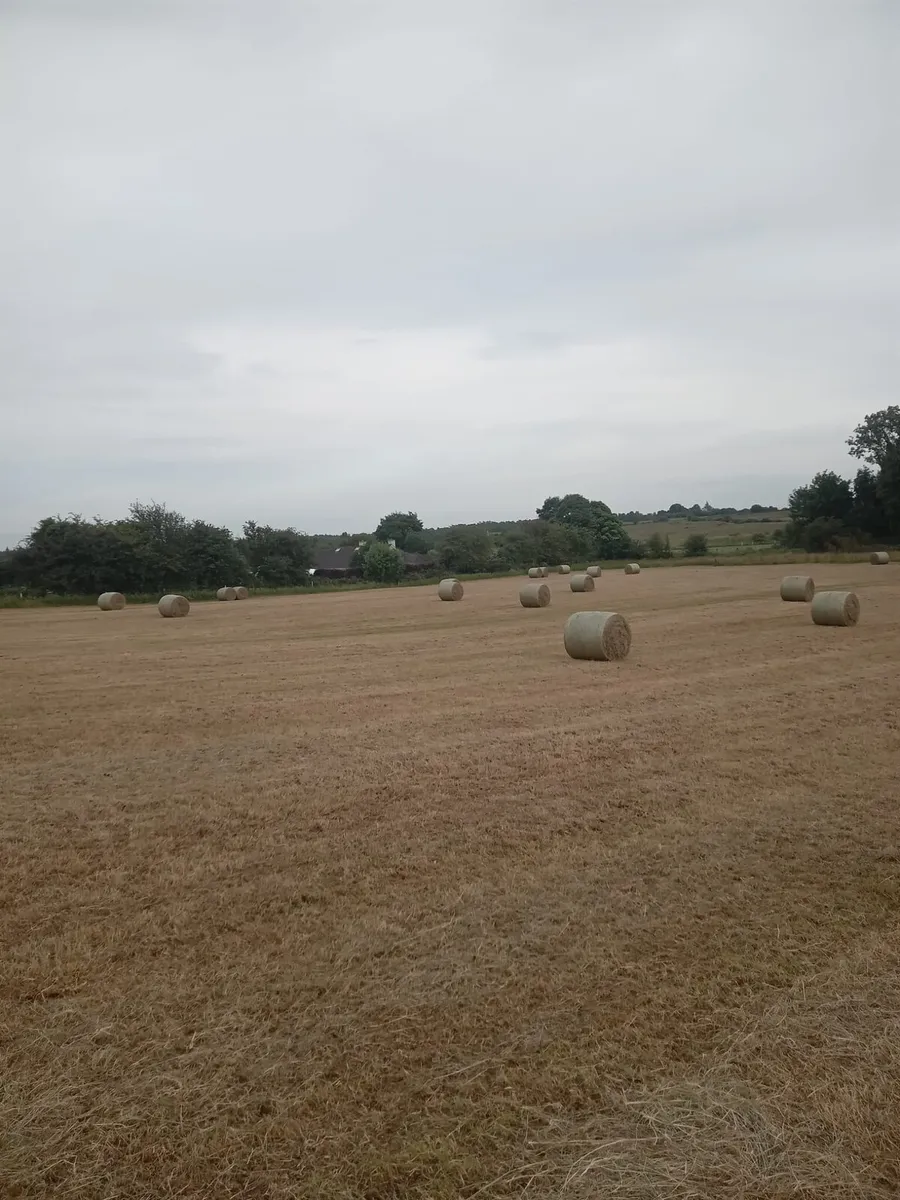 Hay - Image 2