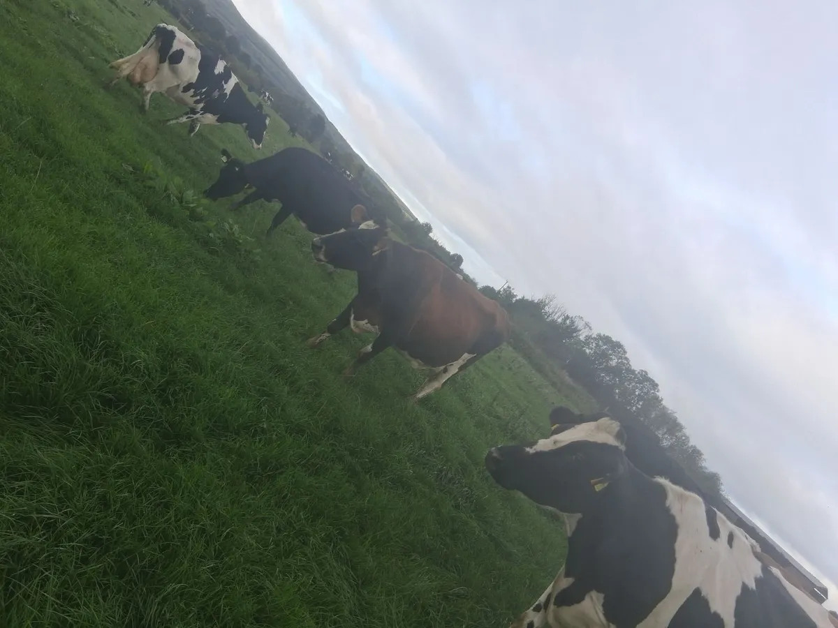 Cows in milk - Image 2