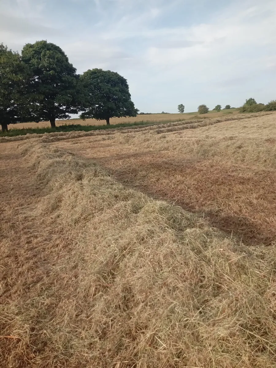 Hay - Image 3